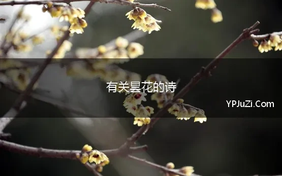 有关昙花的诗