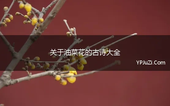 关于油菜花的古诗词