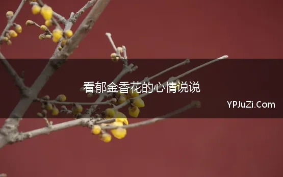 郁金香花开的说说