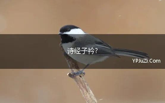 诗经子衿?(《诗经·子衿》赏析)