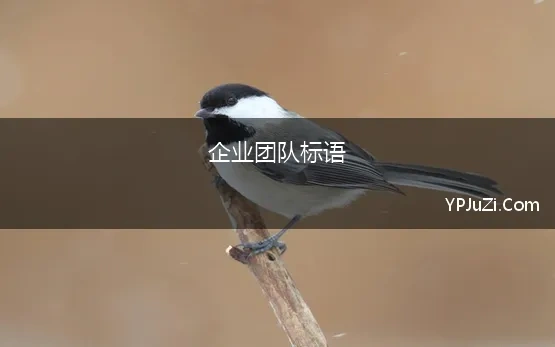 企业团队标语