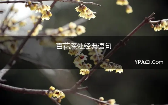 百花深处经典语句