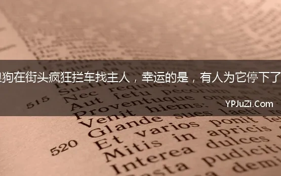 流浪狗在街头疯狂拦车找主人，幸运的是，有人为它停下了车