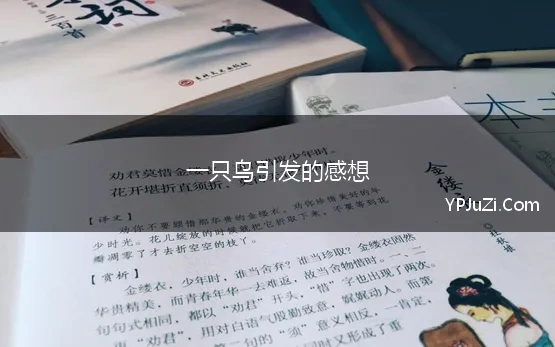 一只鸟引发的感想 读完《你当像鸟飞往你的山》，有什么感想