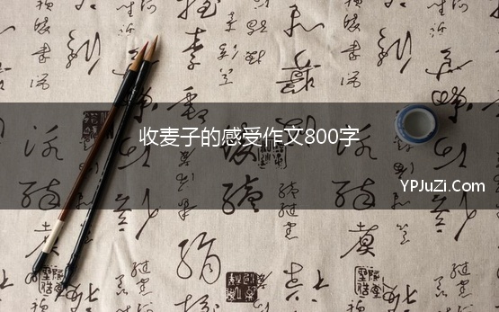 收麦子的感受作文800字